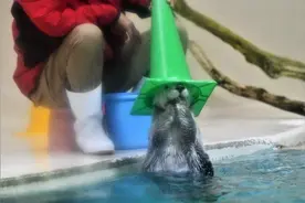 「哈哈哈哈哈」有些颜色的帽子可不兴戴啊宝图片