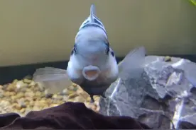 黑头日记：一条迷你鹦鹉鱼的日常5图片