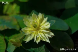 春天种碗莲，夏天有花看，果实、叶子、块根还能吃图片