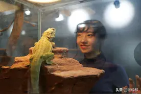 宠咖各出奇招！刺猬、羊驼、蜘蛛……成都兴起“异宠”类主题咖啡馆图片