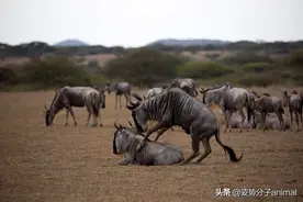 角马的社交与繁殖，奇怪的知识又增加了图片