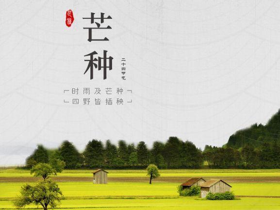 夜来南风起，小麦覆陇黄——传统24节气之芒种