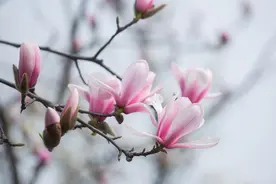 身在无间，心在桃源图片