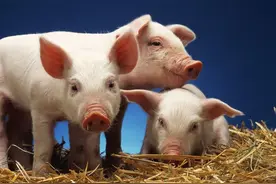 猪价7连跌，猪粮比跌至4.93，消费旺季来袭，猪市能涨不？2好消息图片