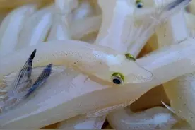 百科知识｜富饶的山东临沂云蒙湖水产（一）：大银鱼图片