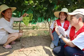 【巩固拓展脱贫攻坚成果 全面推进乡村振兴】普益乡：网红“阳光玫瑰”唱主角 电商直播赋能乡村振兴图片