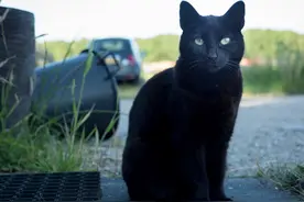 监控摄像头拍到一只黑猫，它走向无人角落后那里燃起了一团火图片