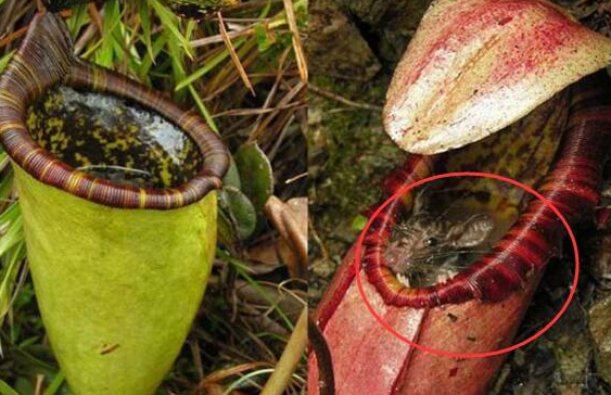 当昆虫一类植物钻到它的袋子里,盖子一合,就开