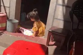 村中“恶”霸！福建一2岁萌娃日常徒手抓鸡，鸡：没想到还是败了图片