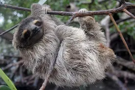 生树上、死树上，懒到极点的树懒，只有一件事是积极的：交配图片