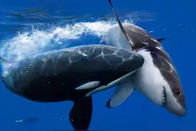 根据猎物定制捕猎方法，轻松虐杀大白鲨，可虎鲸为何要讨好人类？图片