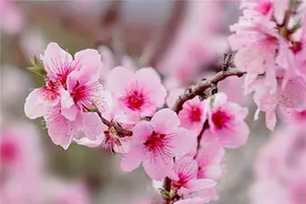 都是写桃花，杜甫《题桃树》与刘禹锡《玄都观桃花》，谁更好？图片