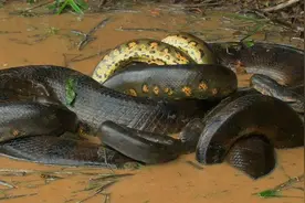 森蚺：“缠绕”式交配！看似恶霸在打架，其实是大型选“妃”现场图片