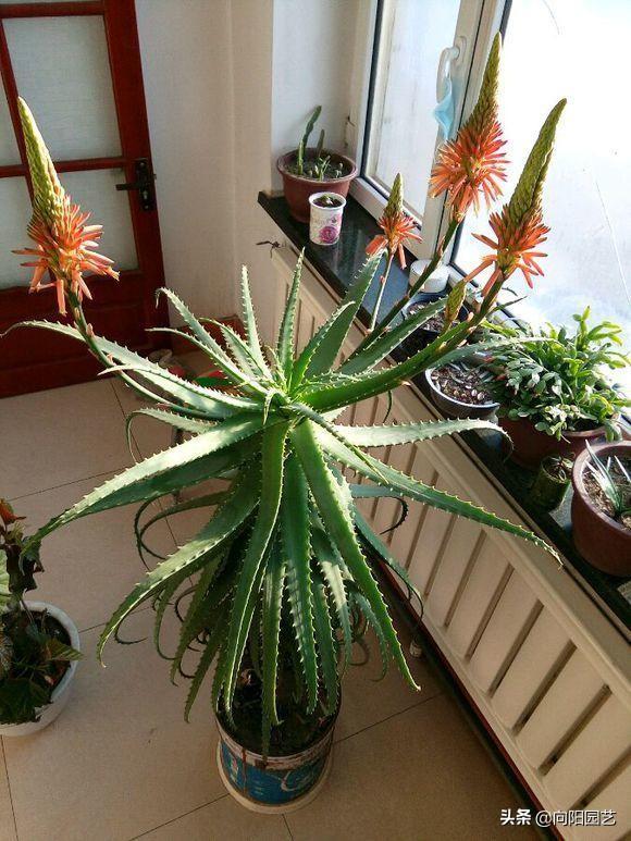 芦荟怎么怎养？芦荟养护大全，一年爆窜1米高，生出40多盆小崽子