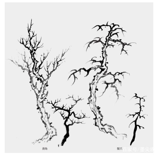 鱼鳞柏树