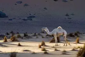 银行转型、弯道超车、后发优势？这些年，迷惑银行民工的那些词儿图片