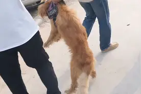 许昌：被卖狗狗两次逃回寻主人，却换来无情地抛弃：主人救救我图片