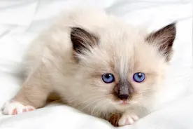 猫的怀孕周期短，一般可以自己完成整个生育过程，猫多久生小猫图片