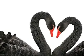 从母系社会、一夫多妻到现在的一夫一妻，你知道其中的原因吗？图片