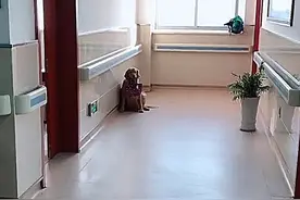 主人得了癌症，狗狗坐在病房门口，看到嘴里叼的东西，落泪了图片