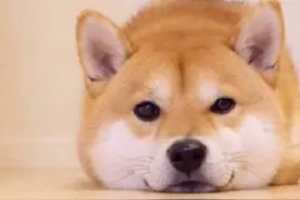 狗狗如何告诉你它病了图片