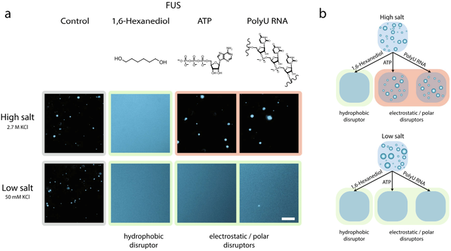 「相分离」蛋白质的重入相变依赖于疏水和非离子相互作用