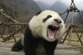 大熊猫发起怒来有多可怕？图片