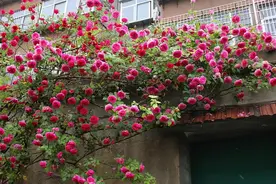 老花匠喜欢的爬藤花，有院子的可以买一些，入夏前种上，成活率高图片