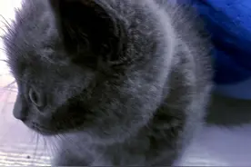 据说一半人爱猫。这些猫，哪位大神能指出是什么品种猫？图片