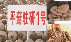 栽培成功率高达98%以上，这两个平菇新品种到底有何神奇之处？