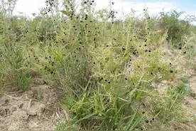 称为高原软黄金的黑枸杞，跌下神坛的价格跌不去的种种好处图片