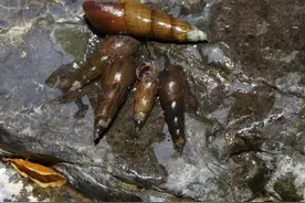 农田常见的一种螺，可别把它拿来食用，里面的虫子含有剧毒图片