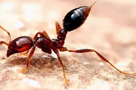 又是外来物种？美洲大蜥蜴现身湖北襄阳，外表凶猛，内心软弱图片