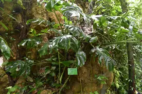 这几种花长出“白胡子”？不要忽视，一般都是在“求救”图片