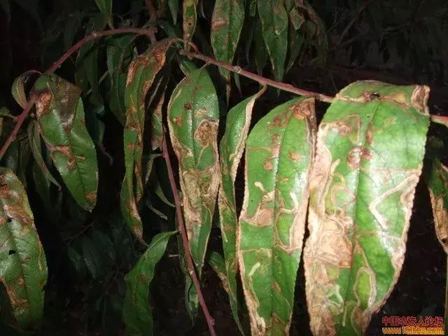桃树现在重点防治桃潜叶蛾、疮痂病等
