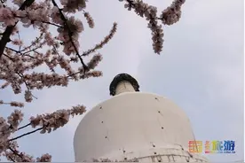 北京花讯 | 北海桃花已盛开！桃花映白塔，景色美如画！图片