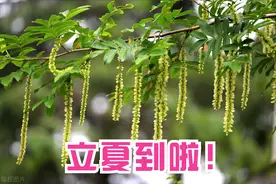 今日立夏，立夏当天晴天好还是雨天好？看看农村谚语就知道图片