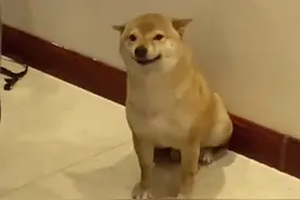 辽宁一男子睡觉前跟狗狗说晚安，狗狗表情亮了，网友：上辈子情人图片