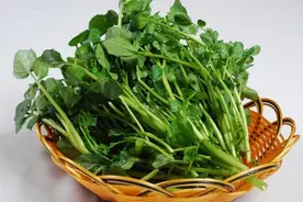 这些蔬菜以前被当成野菜，农村人都不吃，如今却在城市卖得很贵图片