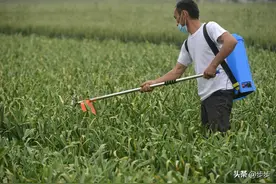 蒜农销毁蒜薹“弃薹保蒜”：价太低不抵人工费，白送都没人要  图片