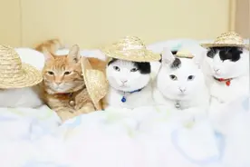 主人家里养了一群猫咪，每天花样百出，这天又给带上了草帽！