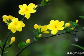 迎春花，其花端庄美丽，气质不凡，品质坚强，不卑不亢图片
