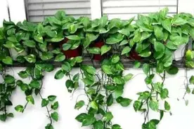 为什么说“一棵绿萝七个鬼”？绿萝养在家里到底好不好？图片