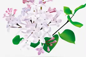 每日一中药——丁香图片