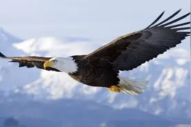 吃毒蛇报复心强的老鹰为何惧怕喜鹊？“空中平头哥”喜鹊不容小觑图片