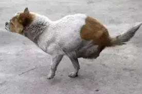 断腿流浪狗，每天翻垃圾桶找食物，路人好奇跟踪后，痛哭失声图片