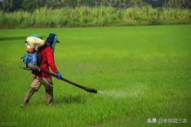食盐自制除草剂很流行，除草效果好还省钱，为啥专家要否定？图片
