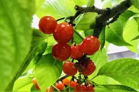 贵阳这些地方的樱桃熟了，攻略在此！快去采摘图片