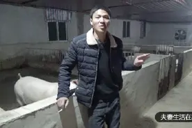 养猪场千万别养狗和猫，不然猪怎么死的懂不知道，老人传下的秘诀