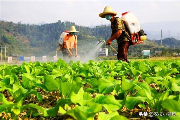 叶面肥使用看似简单，但未必人人能用对！10个方法教你提高肥效